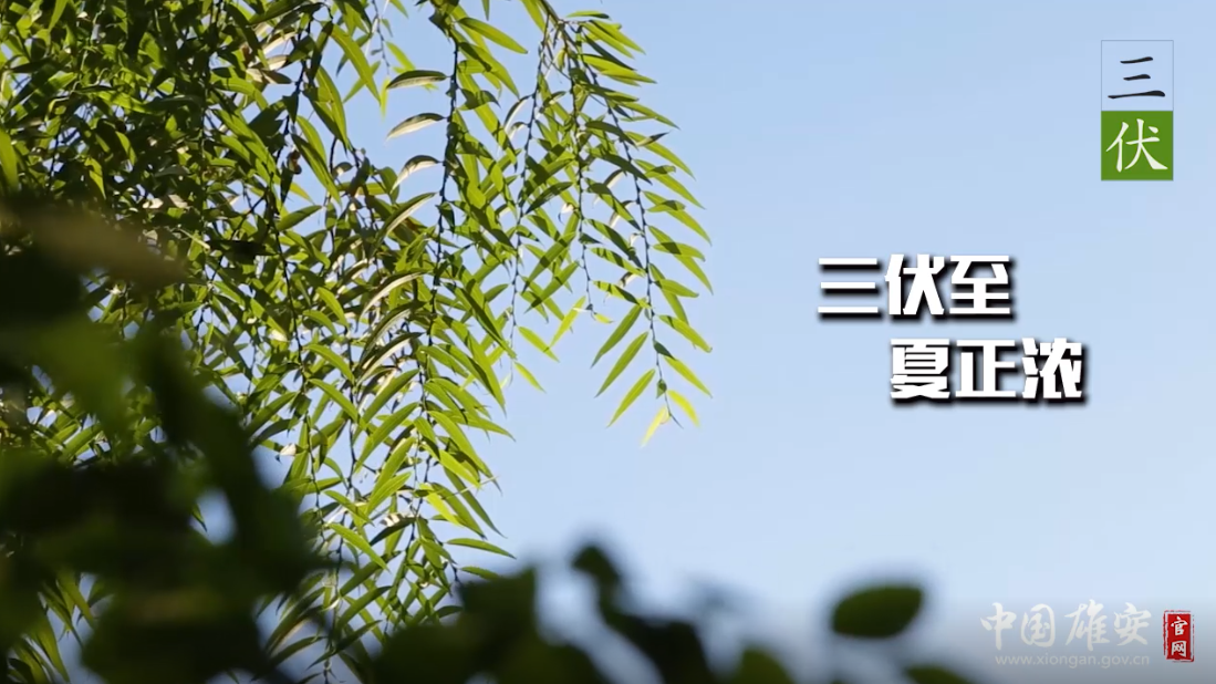 三伏至，夏正浓