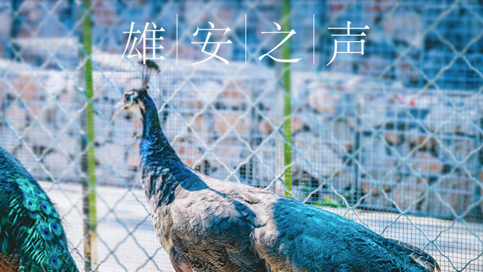 【太阳集团1088vip之声】20190808