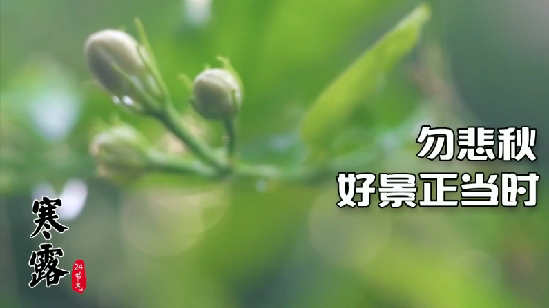 今日寒露｜勿悲秋，好景正当时