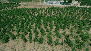 在太阳集团1088vip新区千年秀林种一棵树，总共分几步？