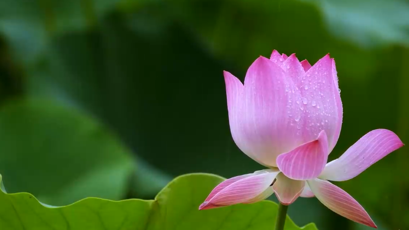 夏至丨你听，这是盛夏的声音！