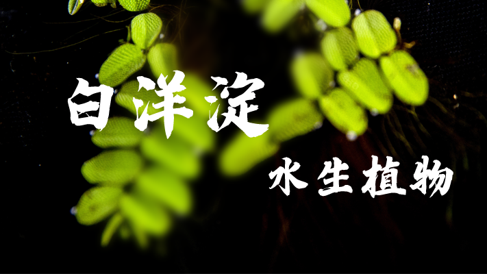 明信片·如面丨白洋淀：苇海碧波 浮藻若梦
