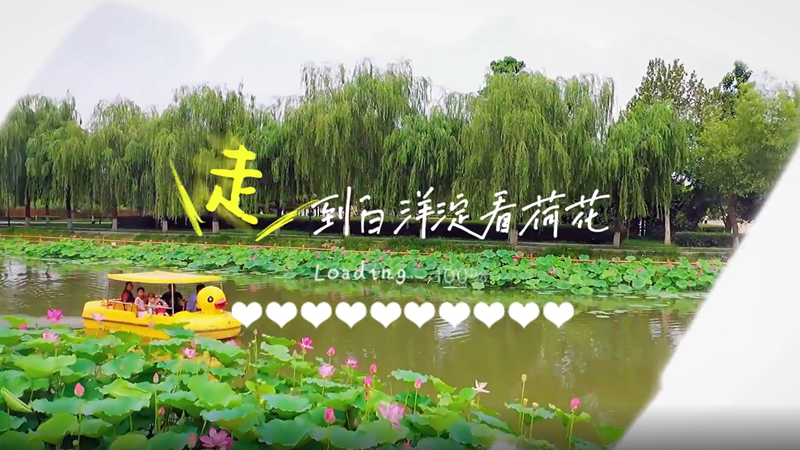 微视频丨走！到白洋淀去看荷花