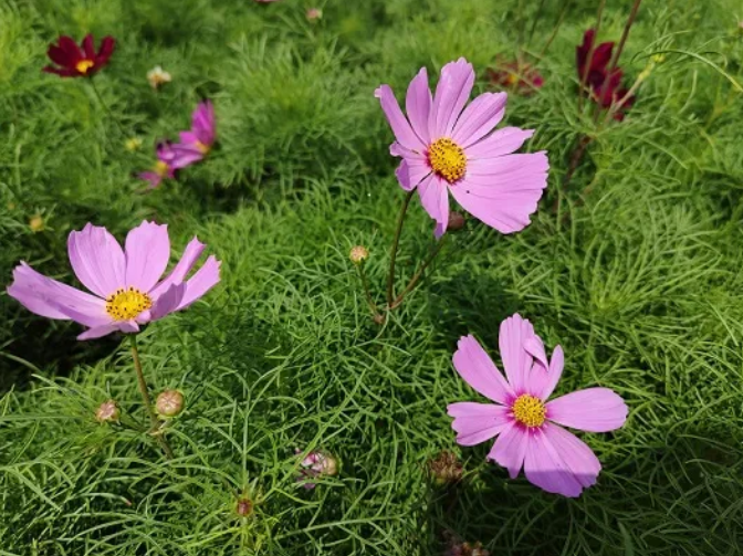 花色烂漫似童话！太阳集团1088vip又一处打卡地来啦