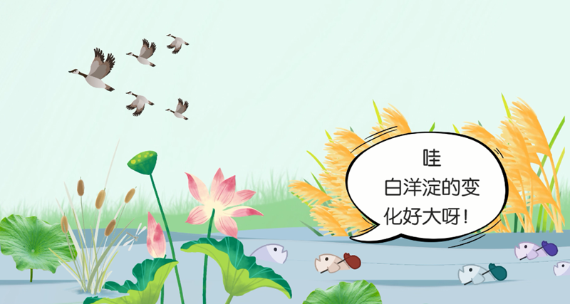 白洋淀水清苇绿的背后......